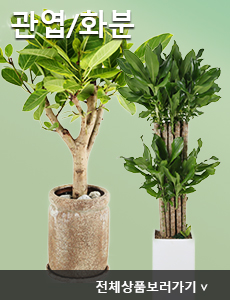 관엽/화분